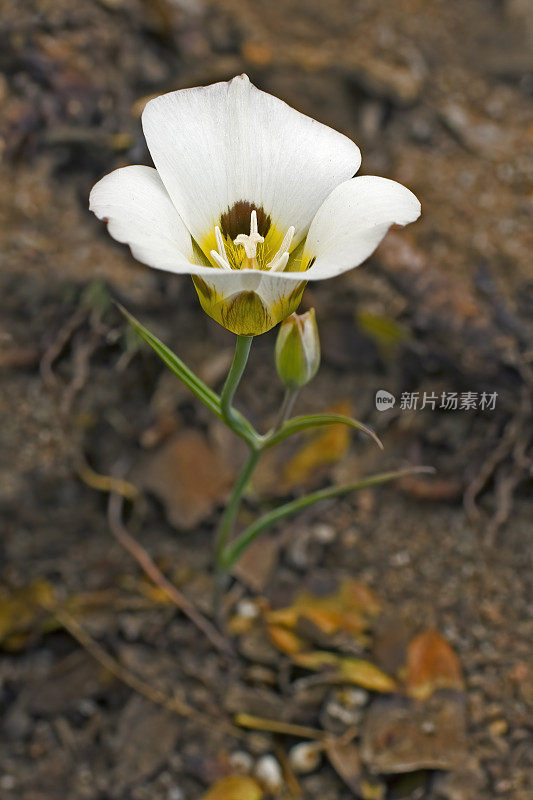 加州莱斯特林的Mariposa Lily、Calochortus leichtlinii、Bumpass Hell Trail、拉森火山国家公园;喀斯喀特山脉。百合科。